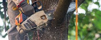 How Our Tree Care Process Works  in  Selden, NY